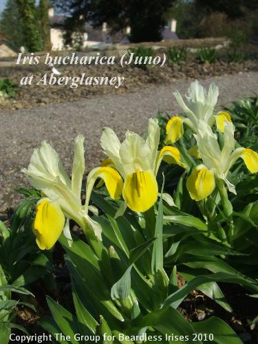 Iris bucharica at Aberglasney (4)